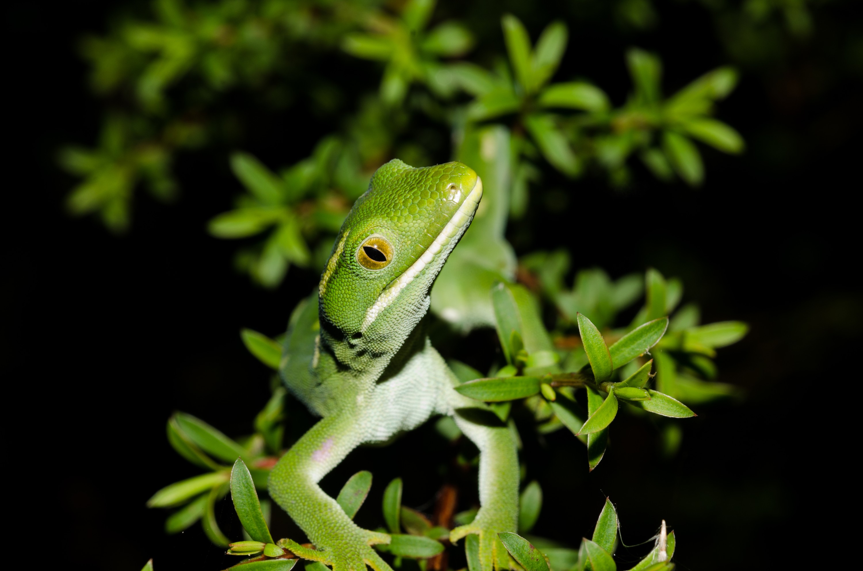 DSC_1353 – Auckland, green, gecko, Naultinus, elegans, elegans, crispin, nz, new, zealand, new zealand